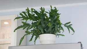 Nietypowa roślina o niebieskawych liściach. Jeszcze piękniejsza od klasycznej paprotki