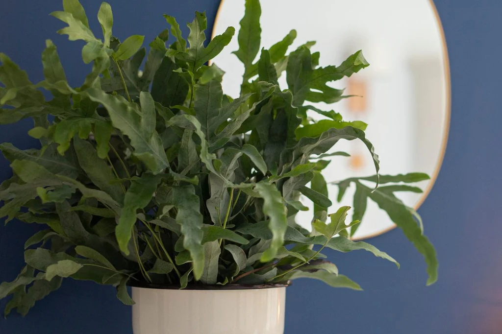 Zielona roślina doniczkowa o rozłożystych liściach ustawiona w białej doniczce na tle granatowej ściany, w tle widoczne okrągłe lustro odbijające fragment przestrzeni.