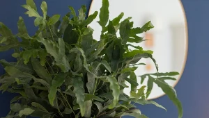 Paproć złocista lubi ciasne doniczki, dlatego nie wymaga częstego przesadzania