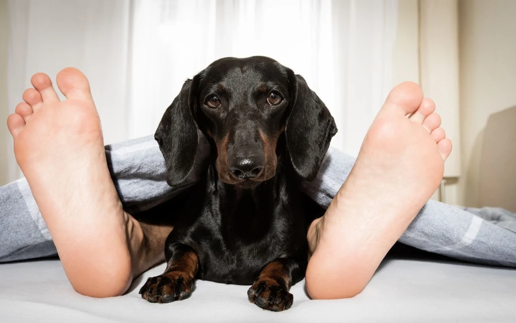 To ulubione miejsce do spania twojego psa? Sprawdź, co to oznacza Czarny jamnik siedzi na łóżku między stopami leżącej osoby przykrytej kołdrą, w tle jasne zasłony i wnętrze pokoju.
