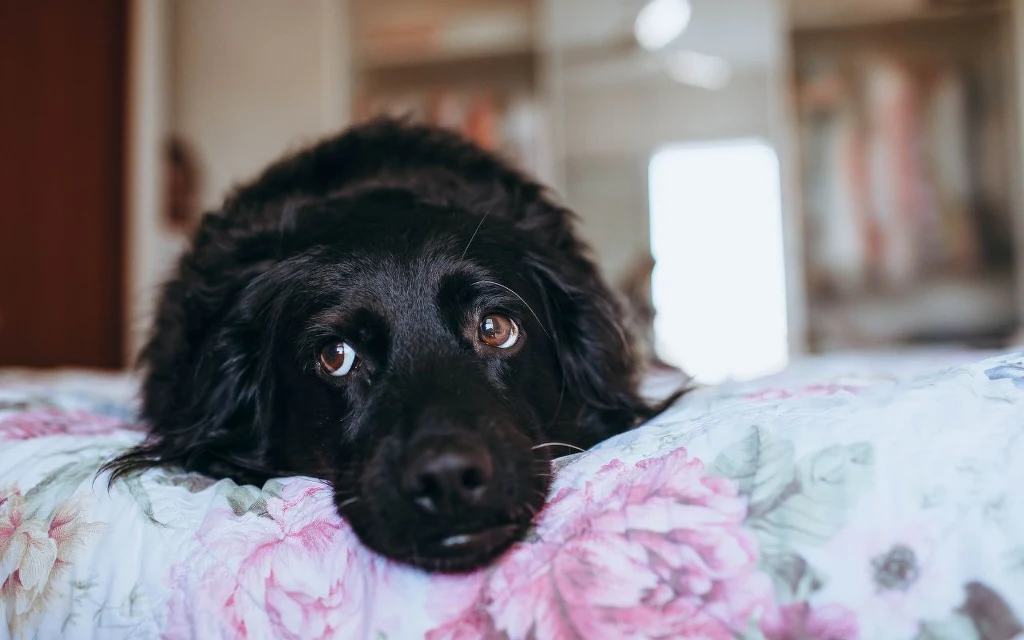 Dlaczego pies wybiera twoje łóżko zamiast legowiska? Czarny pies leży z głową opartą na kwiecistej narzucie, patrząc smutnym wzrokiem w stronę aparatu. W tle rozmyte wnętrze pokoju.