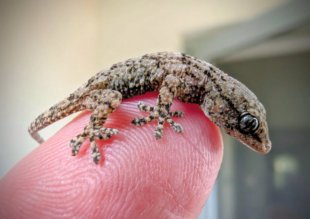 W rukoli ze sklepu Lidl ukrył się mały pasażer na gapę W rukoli ze sklepu Lidl ukrył się mały pasażer na gapę