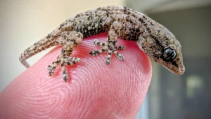 Niespodziewany gość ukrył się w rukoli z Lidla. "Miał dużo szczęścia"