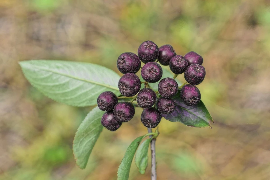 Mało kto zna ten owoc Mało kto zna ten owoc