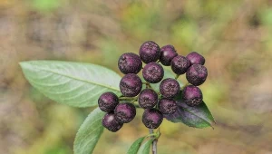 Wspiera odporność i obniża ciśnienie krwi. Zrobisz z niej smaczny dżem