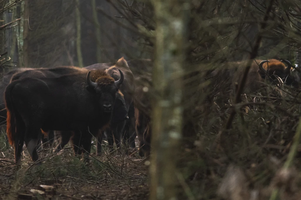 Żubr ruszył na turystę, który chciał zrobić zdjęcie Żubr ruszył na turystę, który chciał zrobić zdjęcie
