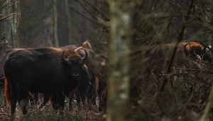 Chciał zrobić zdjęcie. Żubr zaatakował turystę