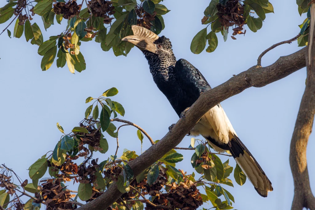 Poważnym zagrożeniem dla gatunku jest utrata siedlisk lęgowych z powodu wyrębu na potrzeby rolnictwa oraz z powodu pożarów i gwałtownych burz  Czarnobiały ptak o dużym dziobie siedzący na gałęzi drzewa wśród zielonych liści i suchych owocostanów, na tle błękitnego nieba.