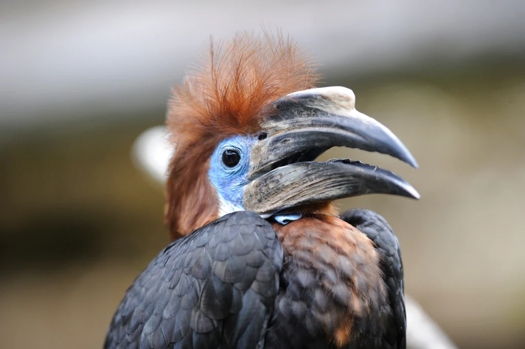 Według najnowszych badań do Stanów Zjednoczonych trafiają tysiące egzotycznych ptaków z rodziny dzioborożców. Według najnowszych badań do Stanów Zjednoczonych trafiają tysiące egzotycznych ptaków z rodziny dzioborożców.