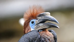 Ten ptak zamurowuje partnerkę. "Fenomen na skalę światową" ma kłopot