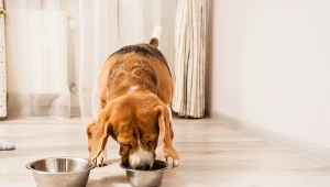 Czy pies może jeść orzechy? Te są poważnym zagrożeniem