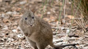 Przecierają oczy. Jeden z najrzadszych ssaków pojawił się pod górą Polaka