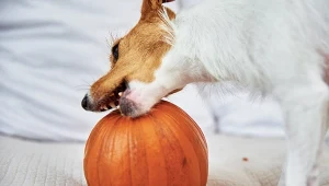 Czy pies może jeść dynię? To może być świetne lekarstwo
