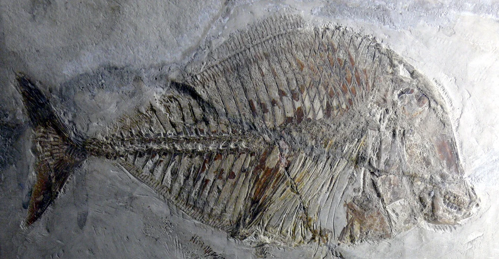 Natura już 150 milionów lat temu stworzyła układ zębów zdolnych miażdżyć muszle i pancerze Natura już 150 milionów lat temu stworzyła układ zębów zdolnych miażdżyć muszle i pancerze