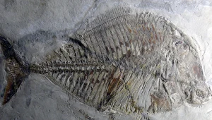 Zęby jak stal. Sekrety jurajskiego drapieżcy sprzed 150 mln lat w Polsce