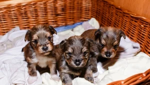 "Pies za darmo, ale koszt utrzymania 700 zł". Lepiej zgłoś takie ogłoszenie