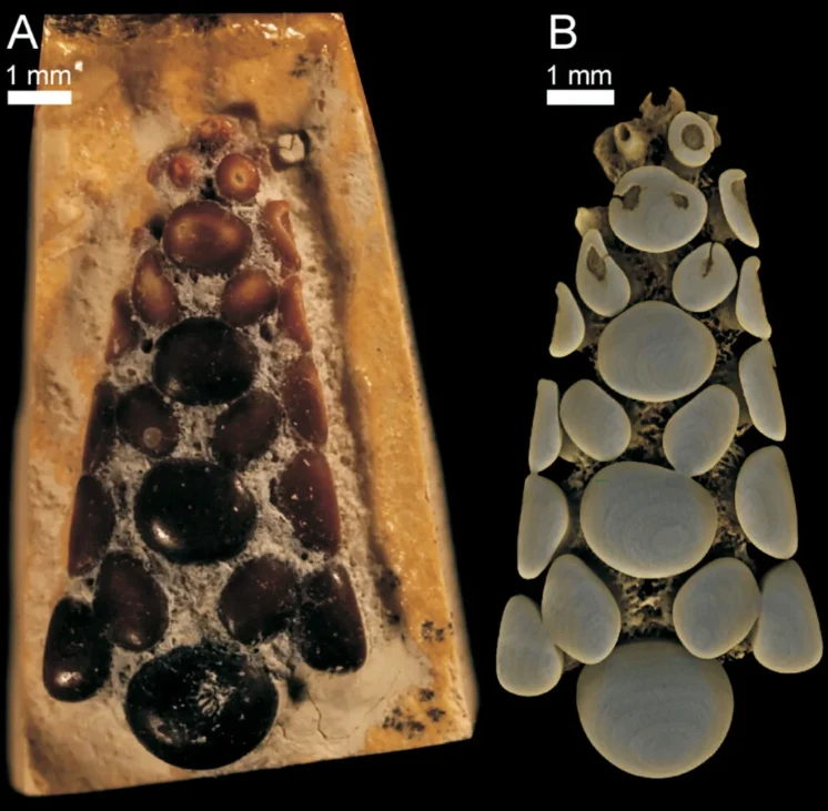 Szczątki ryby pycnodontowatej Dwa widoki skamieniałego organizmu przypominającego owada osadzonego w bursztynie, po lewej strona zabarwiona naturalnie, po prawej przekrój pokazujący strukturę wewnętrzną i rozmieszczenie poszczególnych elementów, oba obrazy opatrzone skalą w milimet...