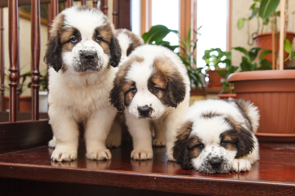 Czy zwrot kosztów utrzymania za szczenię to oszustwo? Trzy szczeniaki rasy bernardyn znajdują się w pomieszczeniu na drewnianej podłodze, otoczone doniczkami z roślinami i naturalnym światłem wpadającym przez okna