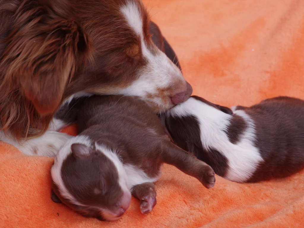 W dobrej hodowli hodowca będzie stawiał na pierwszym miejscu zdrowie i dobrostan szczeniąt i suki Suka liże swoje dwa śpiące szczenięta leżące na pomarańczowym kocu. Psy mają różne umaszczenie brązowo-białe i biało-czarne. Cała scena emanuje spokojem oraz troską matczyną.
