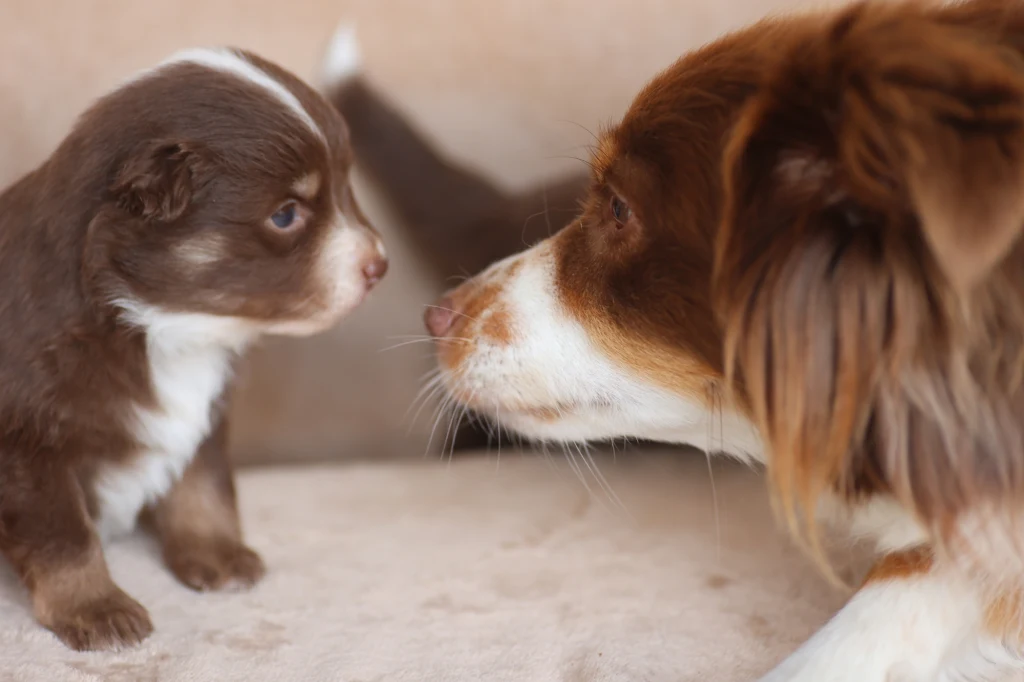 Co stoi za kulisami prowadzenia dobrej hodowli psów? Mały szczeniak siedzi naprzeciwko dorosłego psa. Zwierzęta patrzą sobie prosto w oczy, okazując zainteresowanie i delikatność. Obie psy mają brązowo-białą sierść.