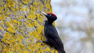 Cmentarze przyciągnęły polskie ptaki. Znalazły tu coś, czego potrzebują