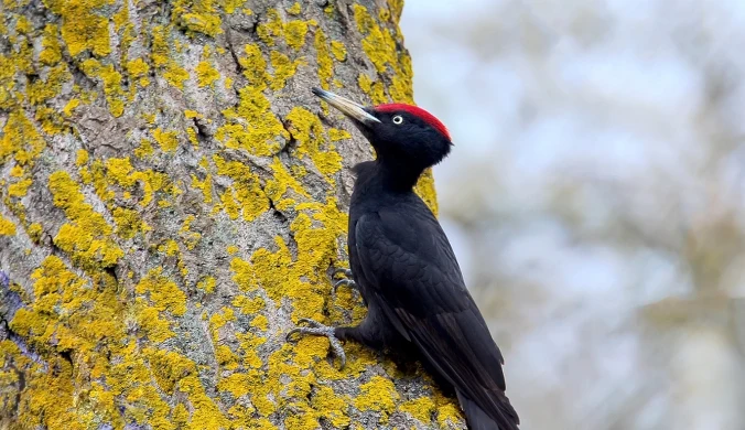Dzięcioł czarny lubi stare drzewa. W nich drąży dziuple
