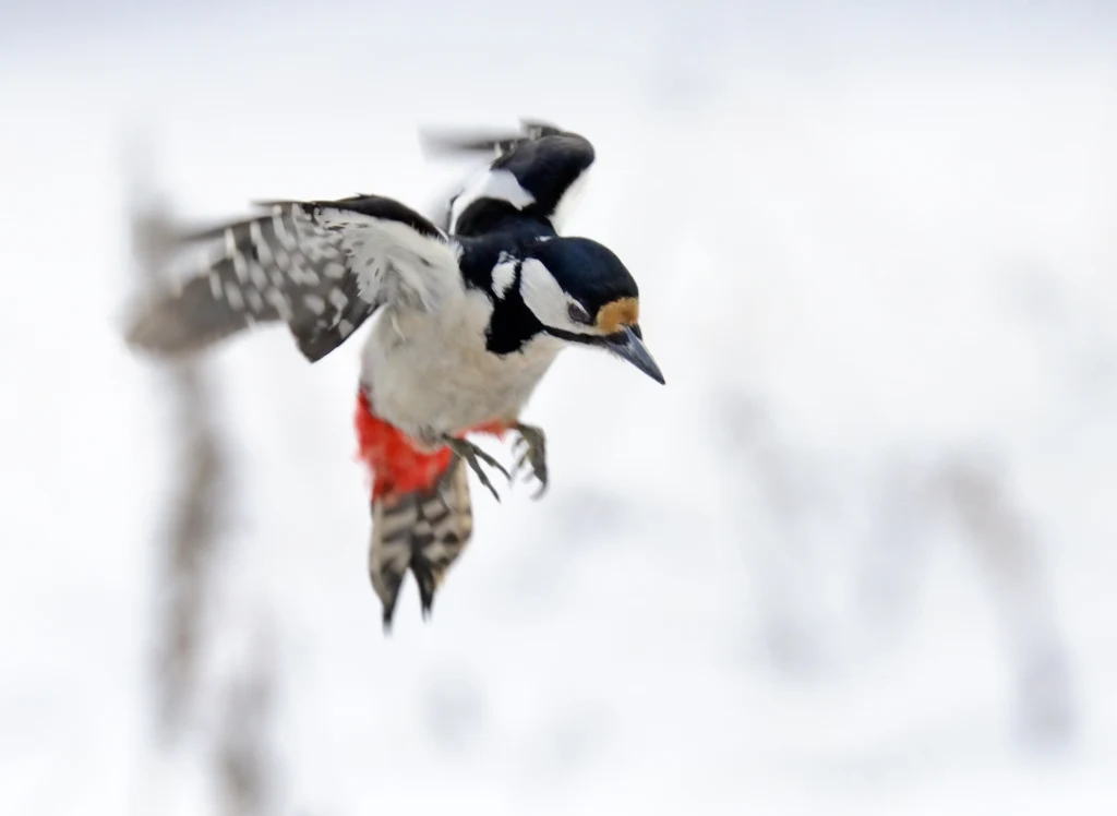 Dzięcioł duży zagląda na miejskie cmentarze Dzięcioł duży z rozpostartymi skrzydłami w locie na tle rozmytego, jasnego tła. Ptaka wyróżniają wyraźnie czarno-białe upierzenie oraz czerwony spód ciała.