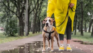 Jak rozpoznać, że twój pies marznie i jest mu zimno? 