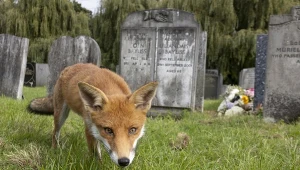 Kto żyje na cmentarzach? Tylko nieliczni wiedzą, kto tam mieszka