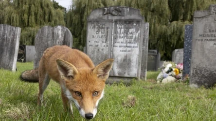 Lisy to zwierzęta nader często odwiedzający cmentarze