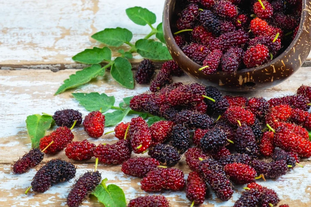 Morwa kojarzona jest głównie z naparami i ekstraktami, tymczasem świeża jest bombą witaminową