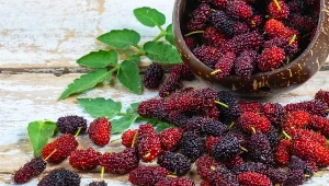 Morwa kojarzona jest głównie z naparami i ekstraktami, tymczasem świeża jest bombą witaminową