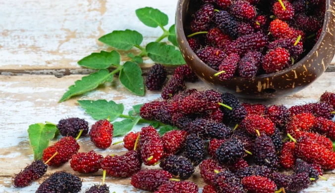 Morwa kojarzona jest głównie z naparami i ekstraktami, tymczasem świeża jest bombą witaminową