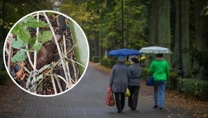 Niewybuch przy cmentarzu we Wrocławiu. Akcja służb