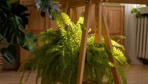 6 roślin, dzięki którym zapomnisz o suchym powietrzu w swoim domu