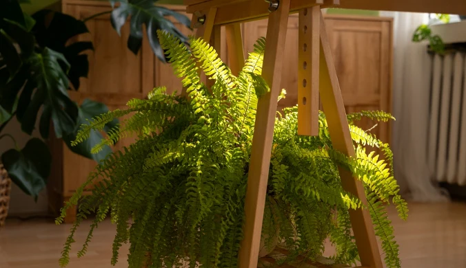 Rośliny oczyszczające powietrze