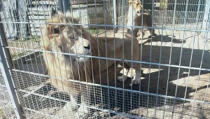 Skandal w Małopolsce. Nielegalnie więził tygrysa i lwa, udawał, że to cyrk
