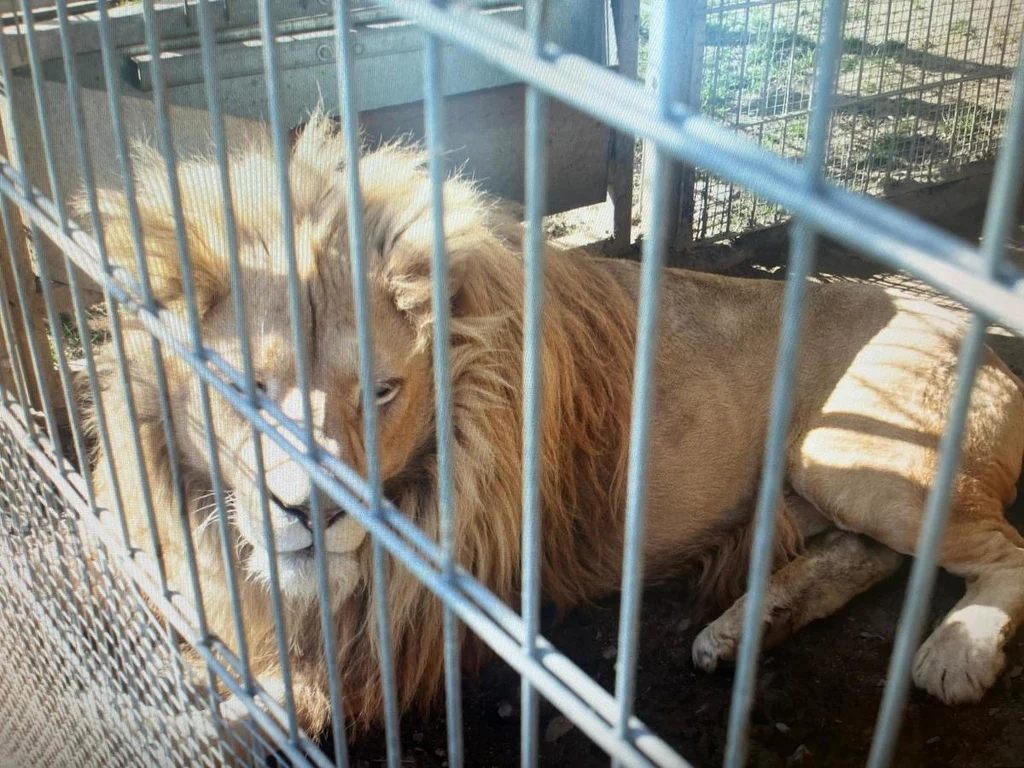 Lew był trzymany w niewoli bez odpowiednich zezwoleń Lew leży w metalowej klatce, jego sylwetka jest widoczna za prętami. Zwierzę sprawia wrażenie osłabionego lub znudzonego, światło wpada do klatki tworząc kontrasty na sierści lwa.