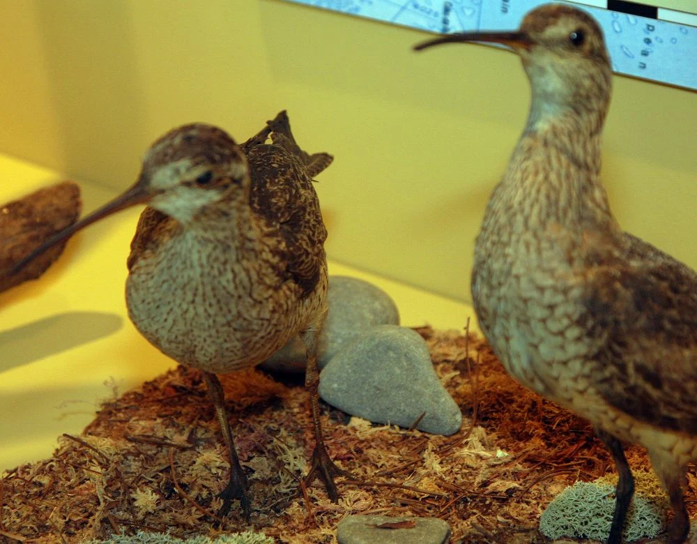 Kuliki eskimoskie gniazdowały w centralno-północnej Kanadzie, na południowym wybrzeżu Zatoki Amundsena; prawdopodobnie również w północnej Alasce. Zimowiska znajdowały się w Urugwaju i Argentynie, przypuszczalnie również z południowej Brazylii i w Chile Kuliki eskimoskie gniazdowały w centralno-północnej Kanadzie, na południowym wybrzeżu Zatoki Amundsena; prawdopodobnie również w północnej Alasce. Zimowiska znajdowały się w Urugwaju i Argentynie, przypuszczalnie również z południowej Brazylii i w Chile
