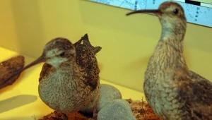 Krytycznie zagrożony czy wymarły? Refleksyjna opowieść o wędrownym ptaku