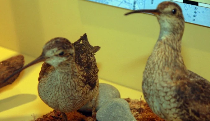 Krytycznie zagrożony czy wymarły? Refleksyjna opowieść o wędrownym ptaku