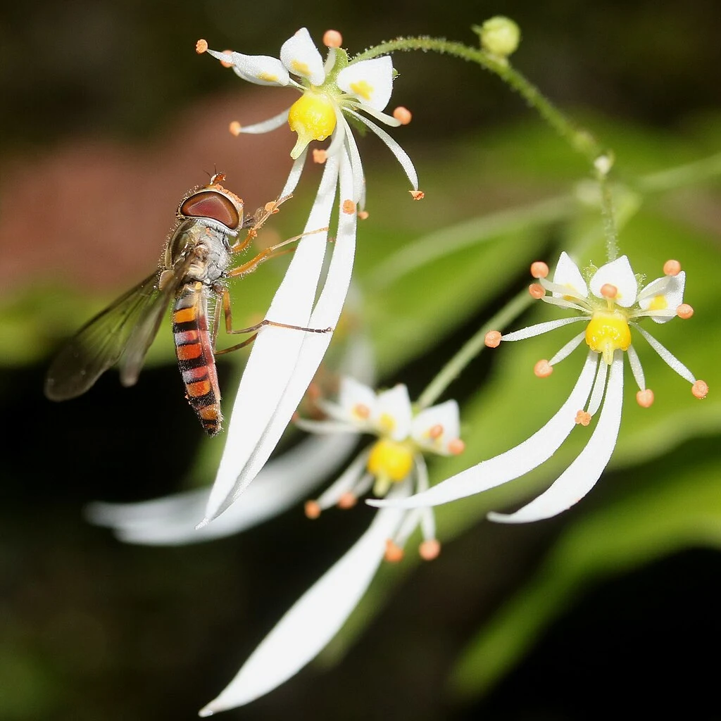 Saxifraga cortusifolia Saxifraga cortusifolia