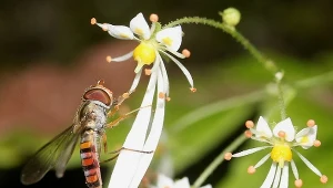 Kwitnie, gdy inne rośliny zaczynają zimować. Ma kwiaty jak gwiazdki