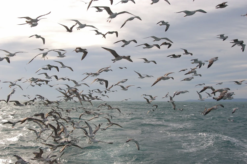 Wielkie liczenie ptaków potrwa do listopada Wielkie liczenie ptaków potrwa do listopada