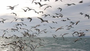 Wielkie liczenie na ptasiej autostradzie. Lecą całe stada. Niebywały widok