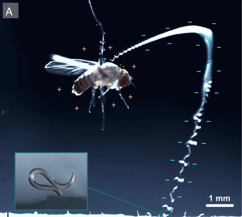 Ilustracja skoku nicienia na ofiarę z wyjkorzystaniem ładunku elektrostatycznego Ilustracja skoku nicienia na ofiarę z wyjkorzystaniem ładunku elektrostatycznego