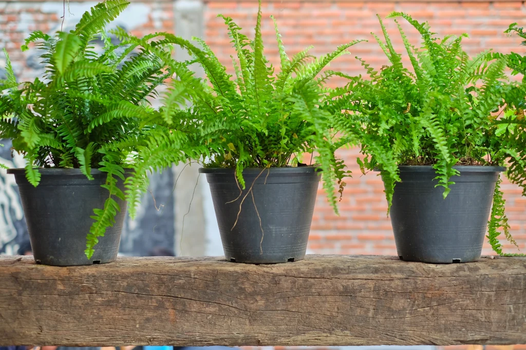 Postaw na oknie zamiast paprotki