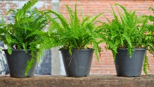 Nietypowa roślina o niebieskawych liściach. Jeszcze piękniejsza od klasycznej paprotki