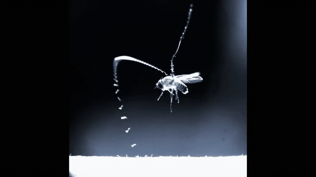 Nicień skaczący na muszkę Ujęcie owada w locie uchwyconego w zwolnionym tempie, z wyraźnie widoczną trajektorią ruchu skrzydeł i ciemnym tłem, które podkreśla delikatność oraz szczegóły owada.
