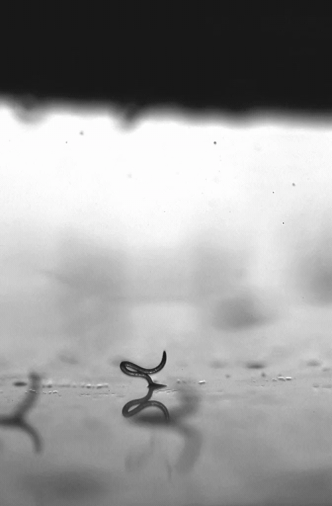 Skaczący nicień Ciemny, pojedynczy kształt drobnego przedmiotu na zamglonym tle, odbijający się w powierzchni wody, minimalistyczna kompozycja utrzymana w czerni i bieli.